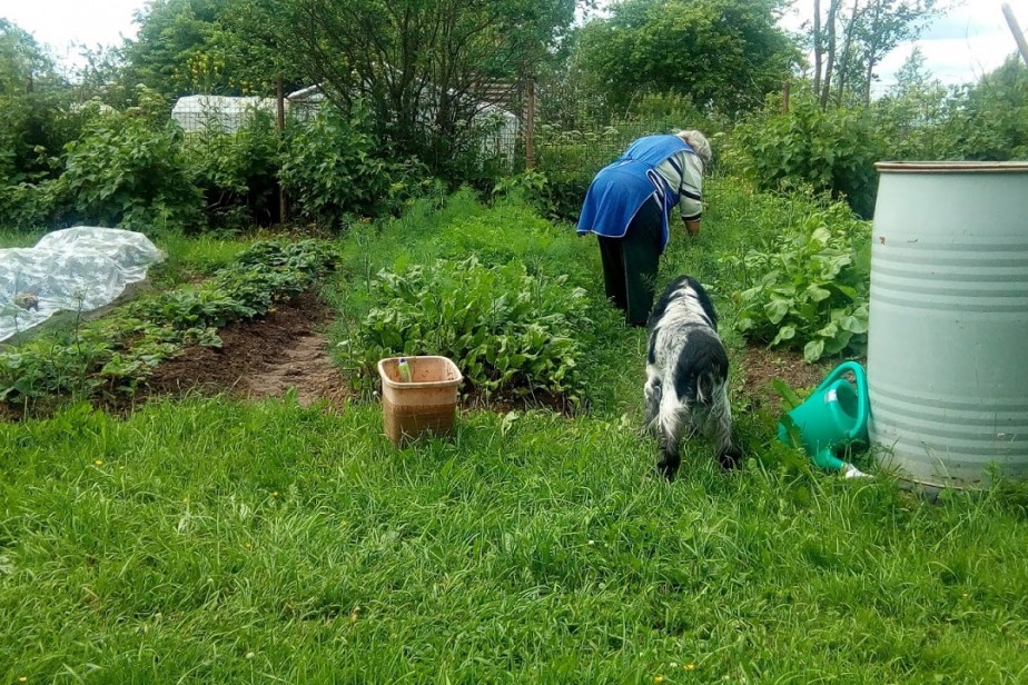 Россияне увеличили траты на товары для сада и огорода