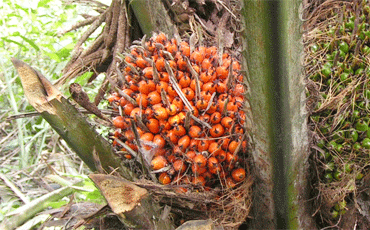 С пальмового масла стрясут акцизы